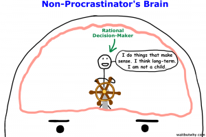 Non-procrastinator´s brain